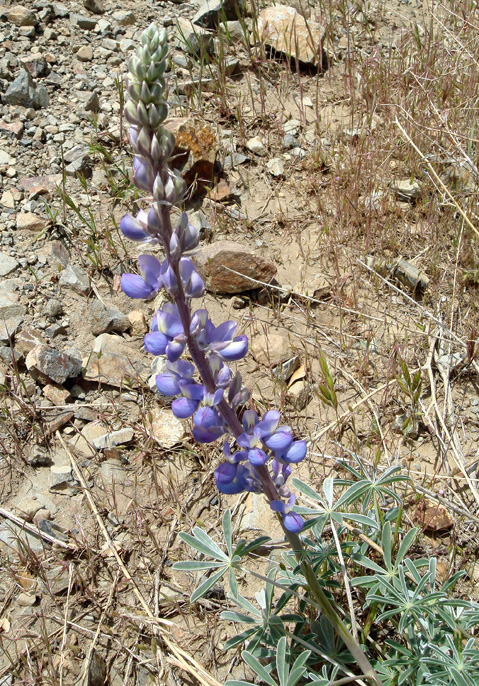 Bush Lupine (Guard Lupine), Lupinus excubitus var. hallii